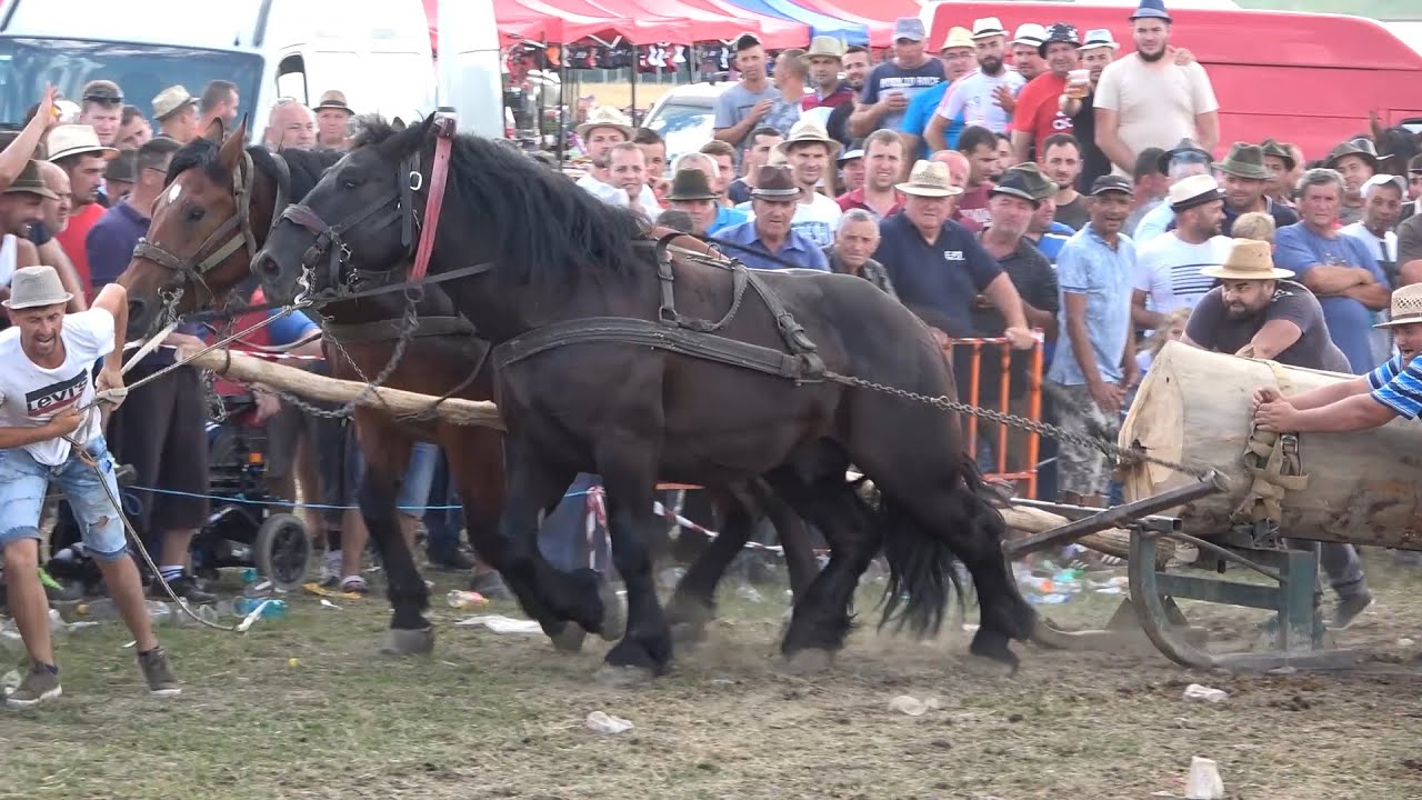Concurs cu cai de tractiune Negresti Oas, Satu Mare 7 august 2021 Nou!!!