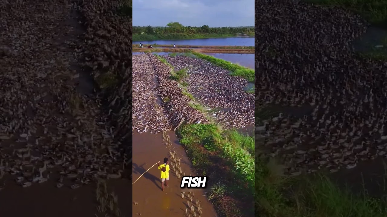 Large-scale free-range duck farming #statisfying #countrylife #agriculture #facts