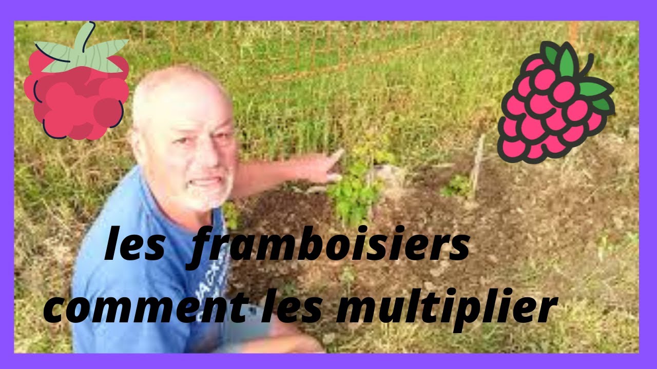 les framboisiers plantation et multiplication