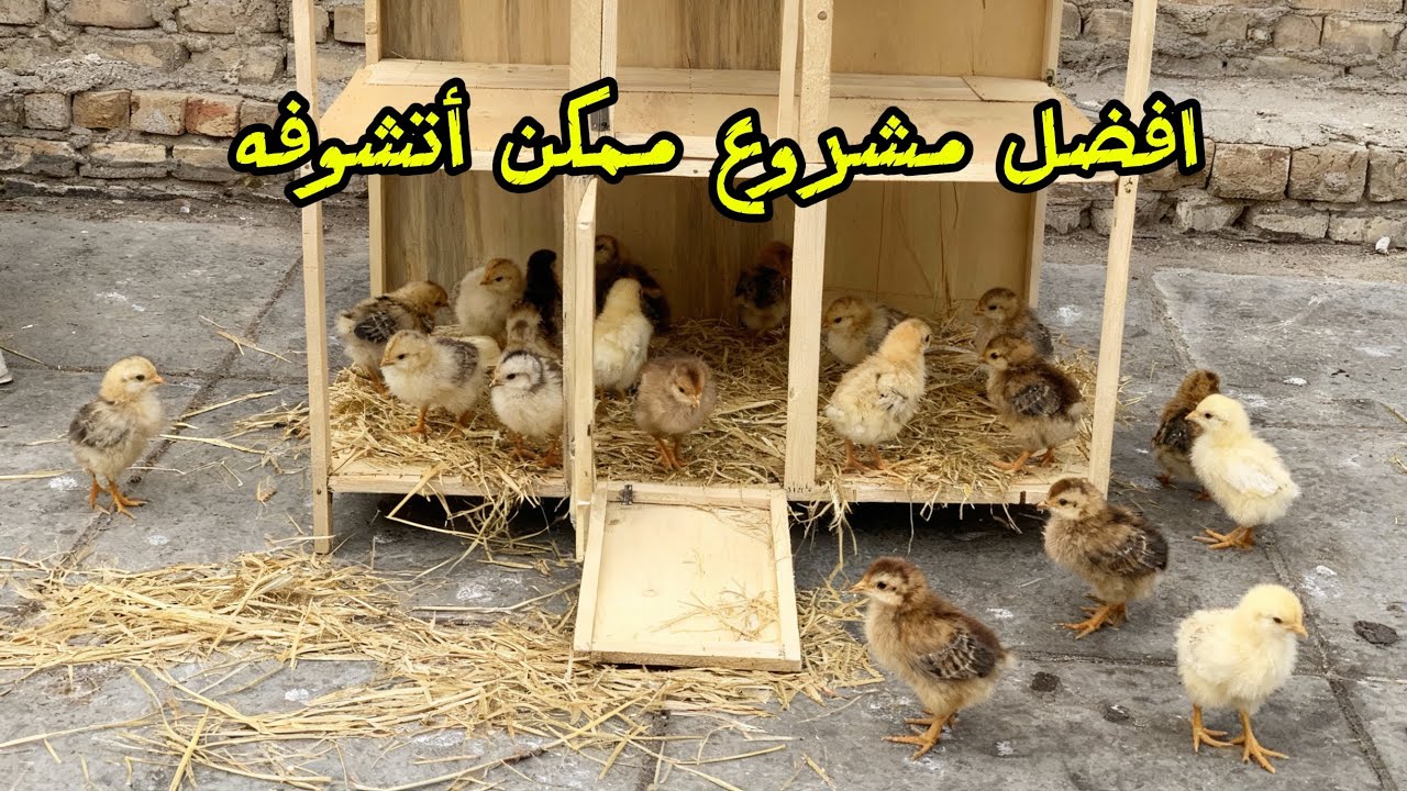 مشروعي الجديد 🤯💪