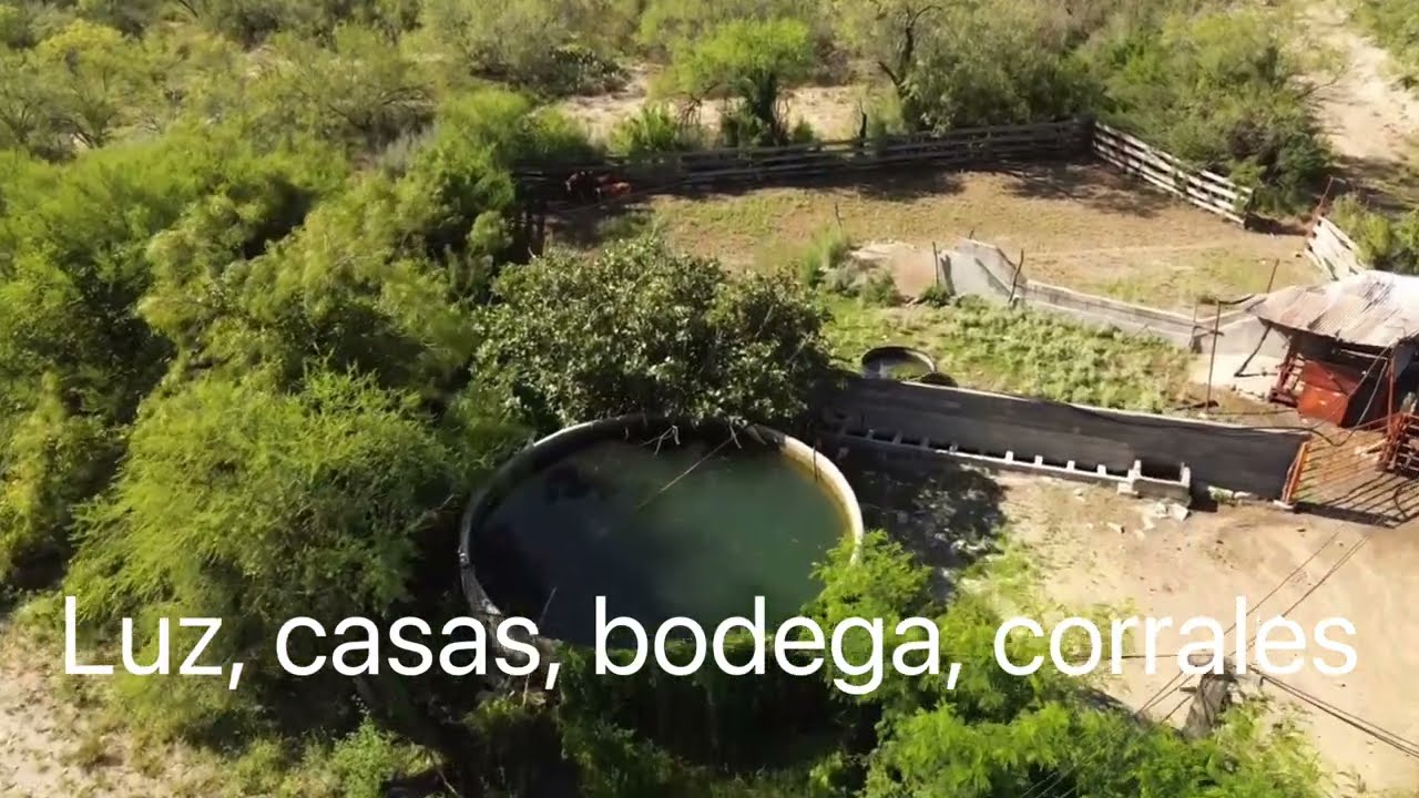 Palo Blanco video 2026