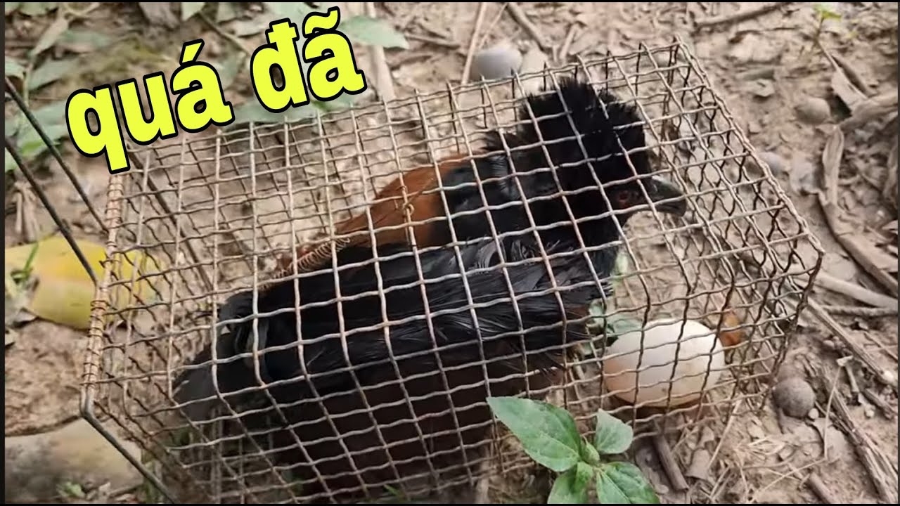 Bẫy Bìm Bịp Bằng Loại Mồi Bá Đạo Đem Lại Hiệu Quả Bất Ngờ # SĂN BẮT ĐỒNG THÁP #