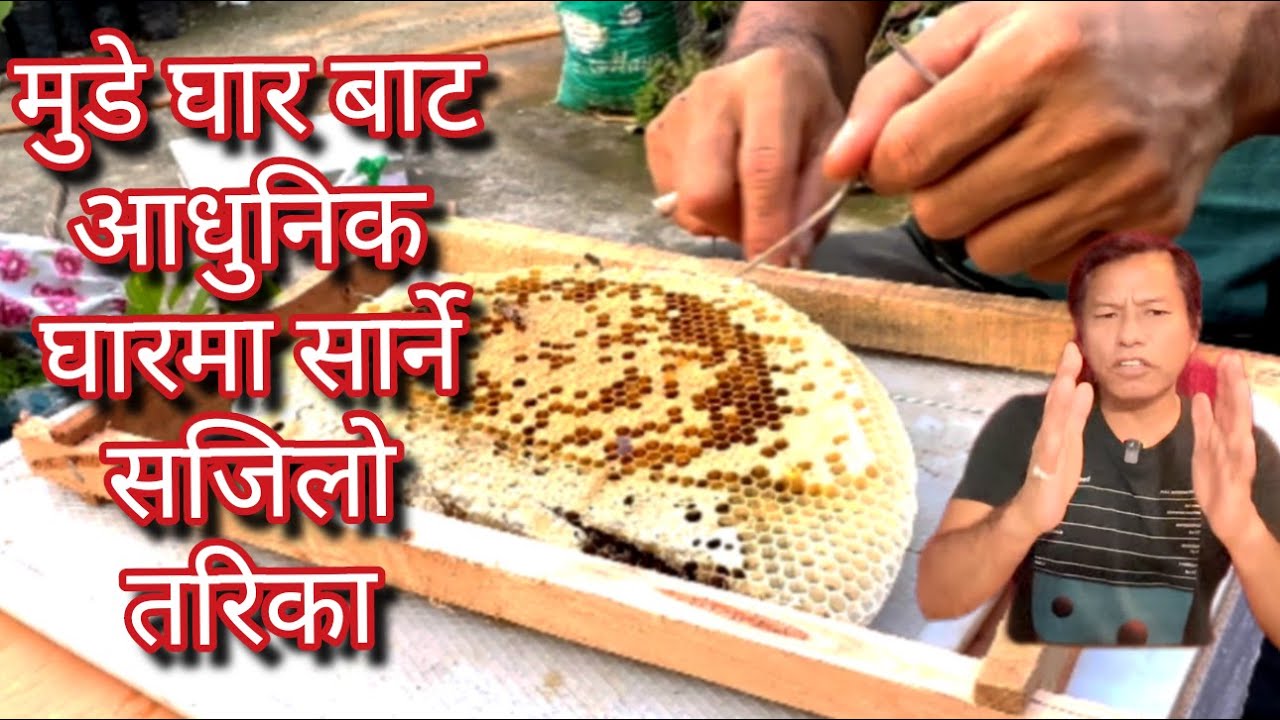 मुडे घार बाट आधुनिक घारमा मौरिलाई सार्ने सजिलो तरिका । transferring bees in to the scientific hive .