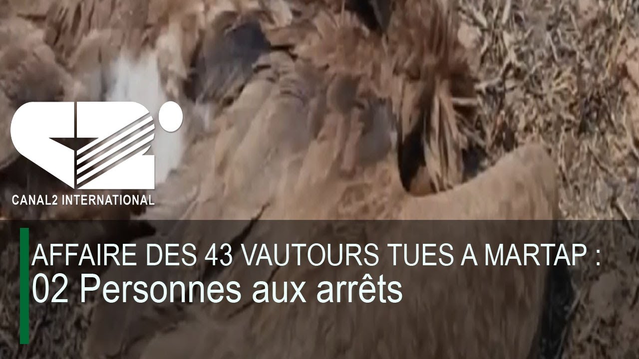 AFFAIRE DES 43 VAUTOURS TUES A MARTAP : 02 Personnes aux arrêts