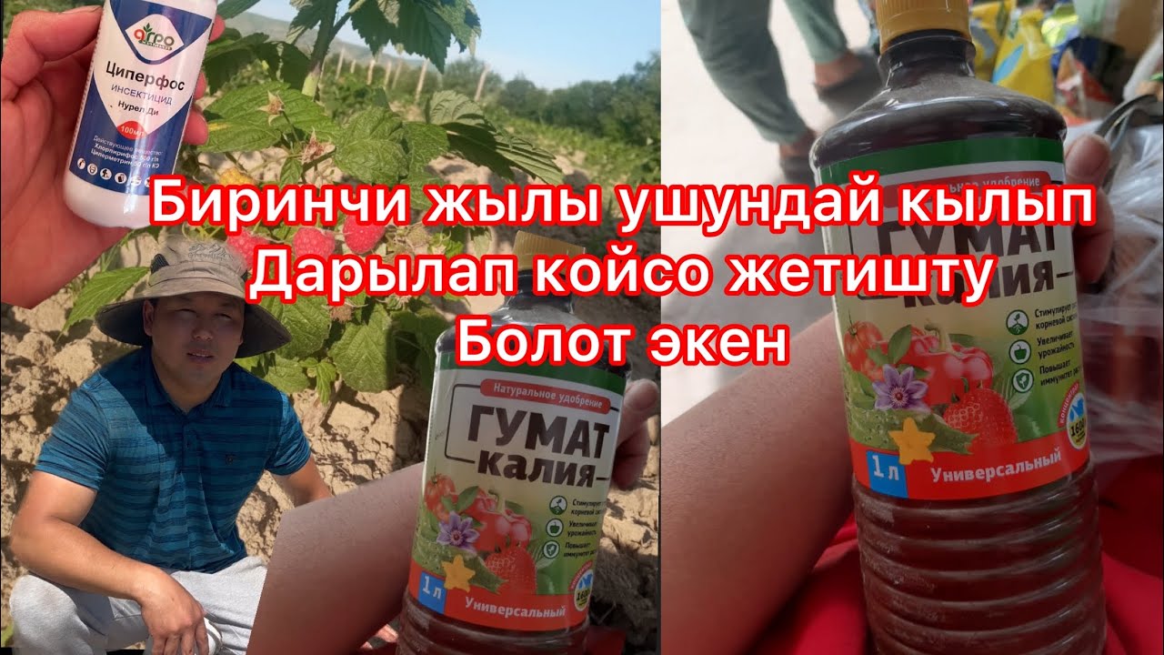 Малинага кандай удобрения беребиз# malina@klubnika