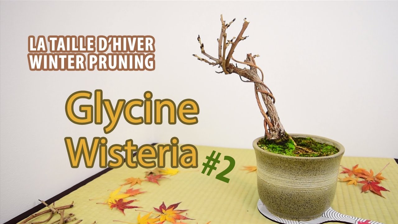 Comment tailler une Glycine en Bonsaï #2 : La taille d'hiver