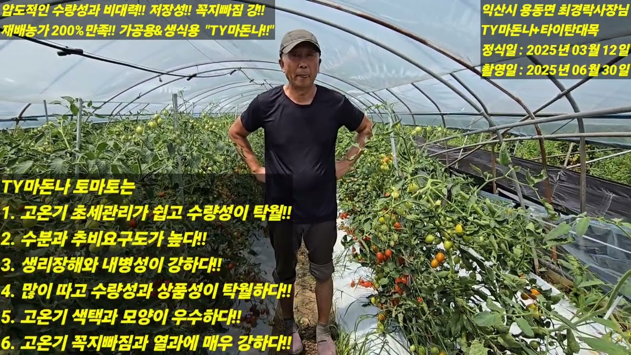 [TY마돈나] 고온기 최고의 수량성!! 열과안정성!! 상품성!! 농가소득 향상!! 신바람 