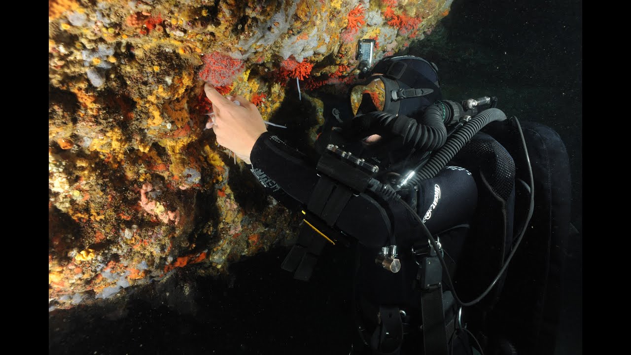 TRANSCOR : transplantation expérimentale de corail rouge et de gorgone rouge