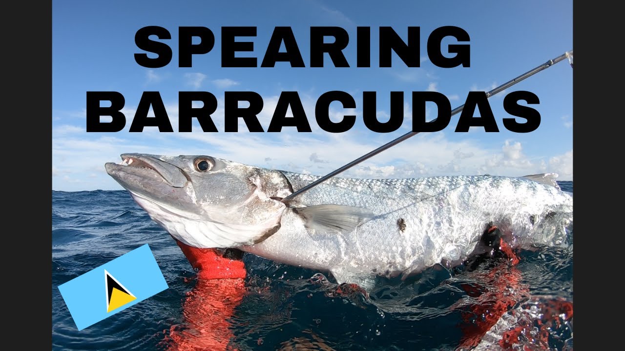 Spearing Barracudas in St. Lucia | DIVELIFE