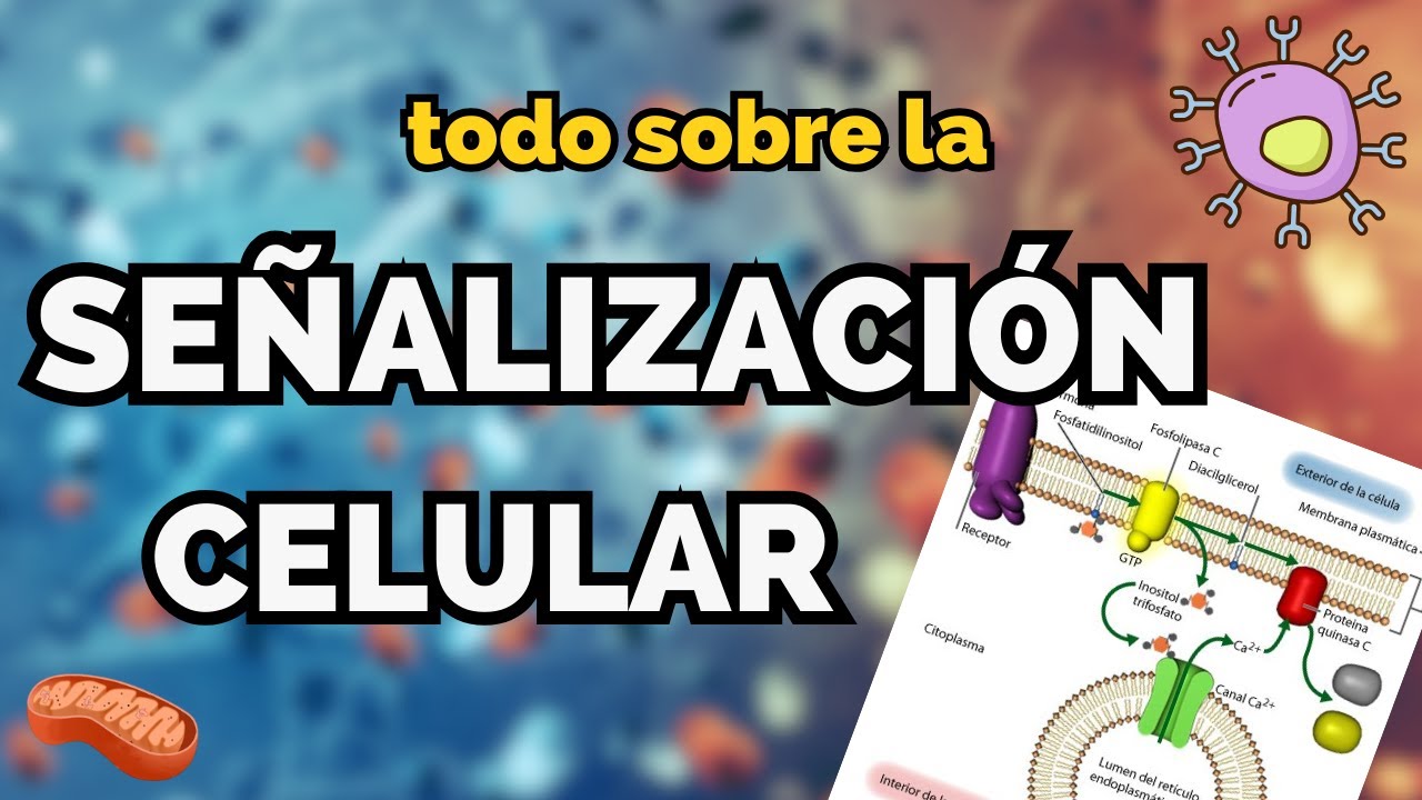 ¿Cómo se comunican las células? 📞🦠 TODO sobre SEÑALIZACIÓN CELULAR
