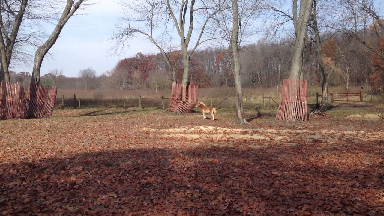 Mini Horse running as fast as she can!