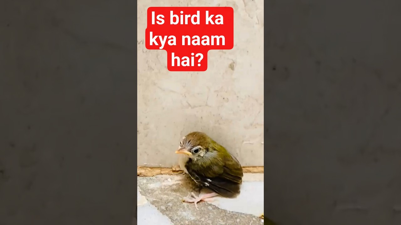 is bird ka kya naam hai?