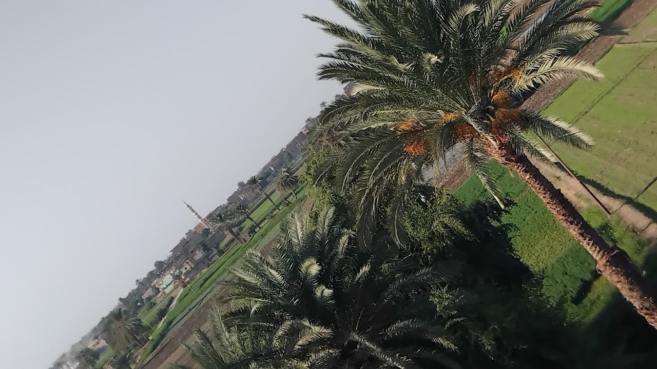 جمال الطبيعة وزقزقة العصافير 🐦 🐦 🐦 🐦 فى #الريف_المصرى جمال #حياة_القرية 