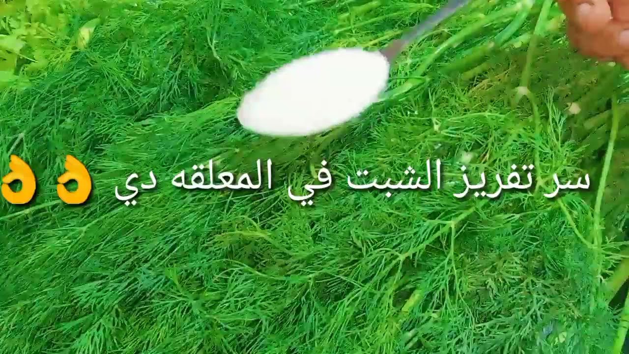 تفريز الشبت لمده سنه كامله 💃بدون تغيير