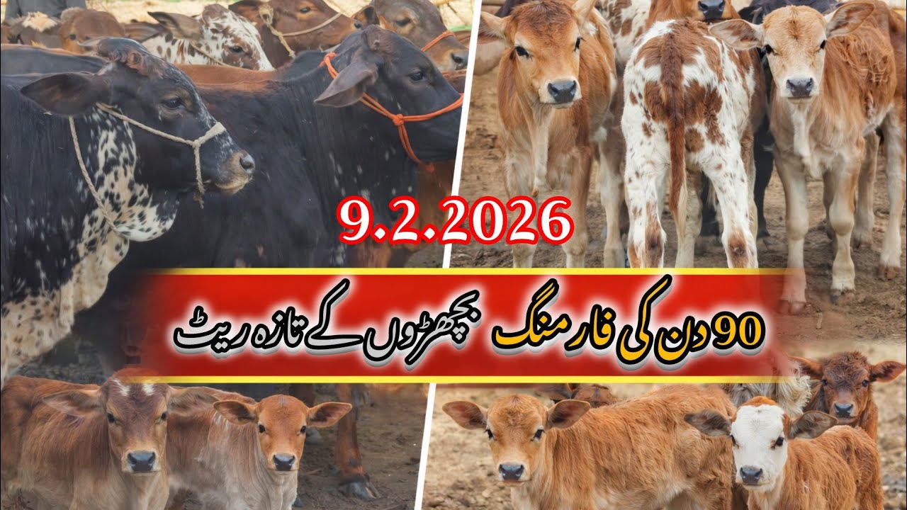 90 Days Animal Farming Plan & Rates Update | Qavi Baba Mandi Bahawalnagar 🐂