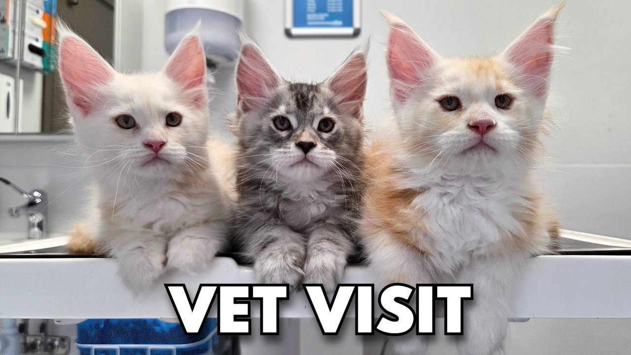 Maine Coon Kittens Get Their First Vaccination!