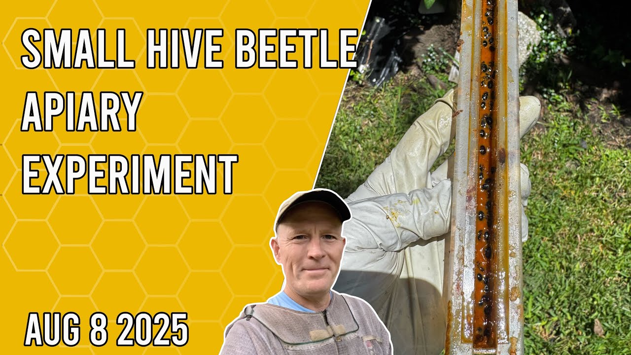 Small Hive Beetle Apiary Experiment - Jacksonville FL Zone 9b