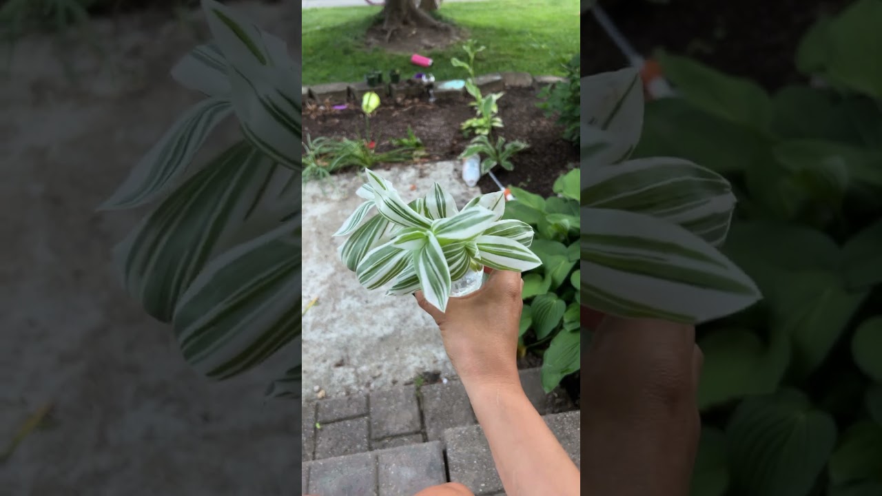 Inch plant or the Tradescantia #houseplants #plantsofyoutube #plantgoals #plants #garden