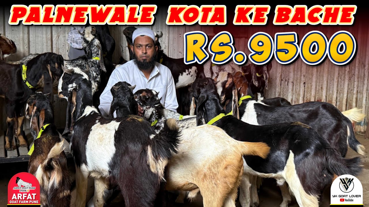 Saste Daam Mai Palnewale Kota Bache at Arfat Goat Farm I YK Goat Lover