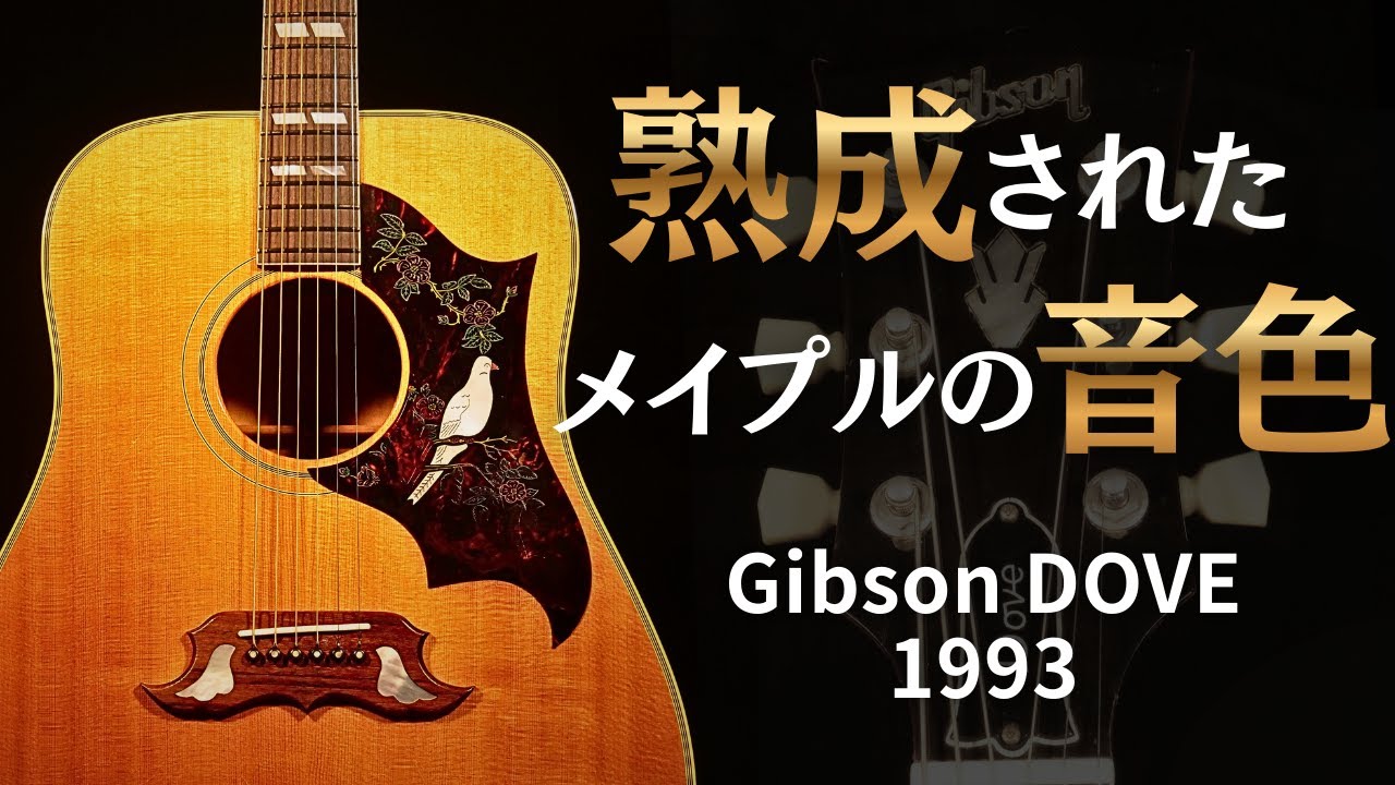 素晴らしきメイプルの音色【Gibson DOVE】1993年製 （完全予約制 名古屋アコギ専門店 オットリーヤギター）