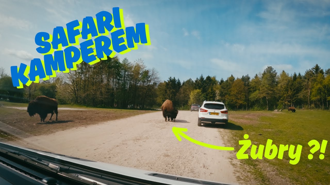 Starcie tytanów : kamper kontra żubr – kto ustępuje pierwszeństwa w Givskud Zoo?
