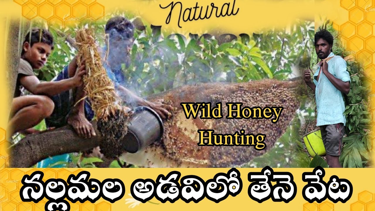 Wild Honey Hunting In Nallamala Forest By Tribals Documentary | AP | India