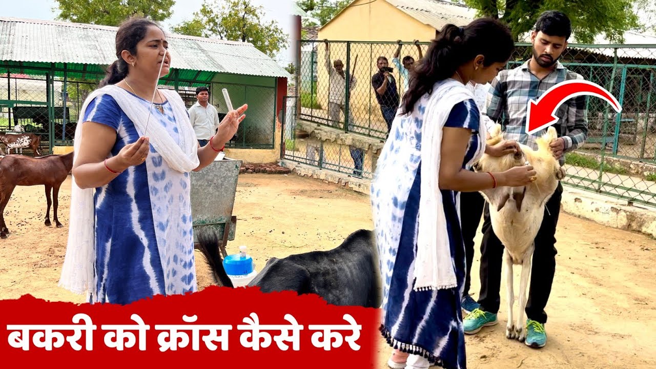 बकरी में कृत्रिम गर्भाधान कैसे करे || Artificial insemination in Goat Farming