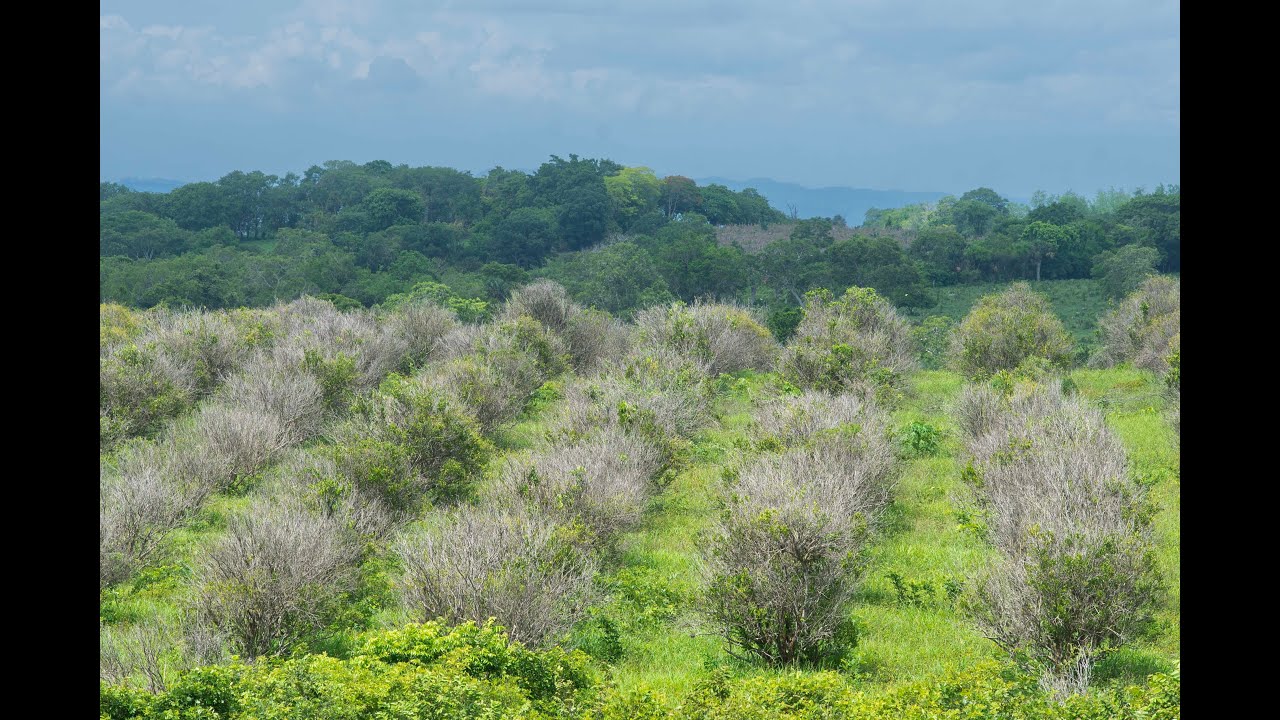 Veracruz: Arrasa la plaga del dragón amarillo con la citricultura