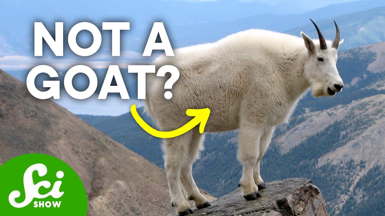 7 Animals Called By The Wrong Name