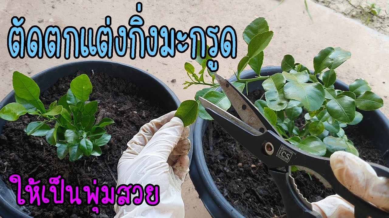 ตัดตกแต่งกิ่งมะกรูด ให้แตกยอด ให้เป็นพุ่มทรงสวย by ต่าย