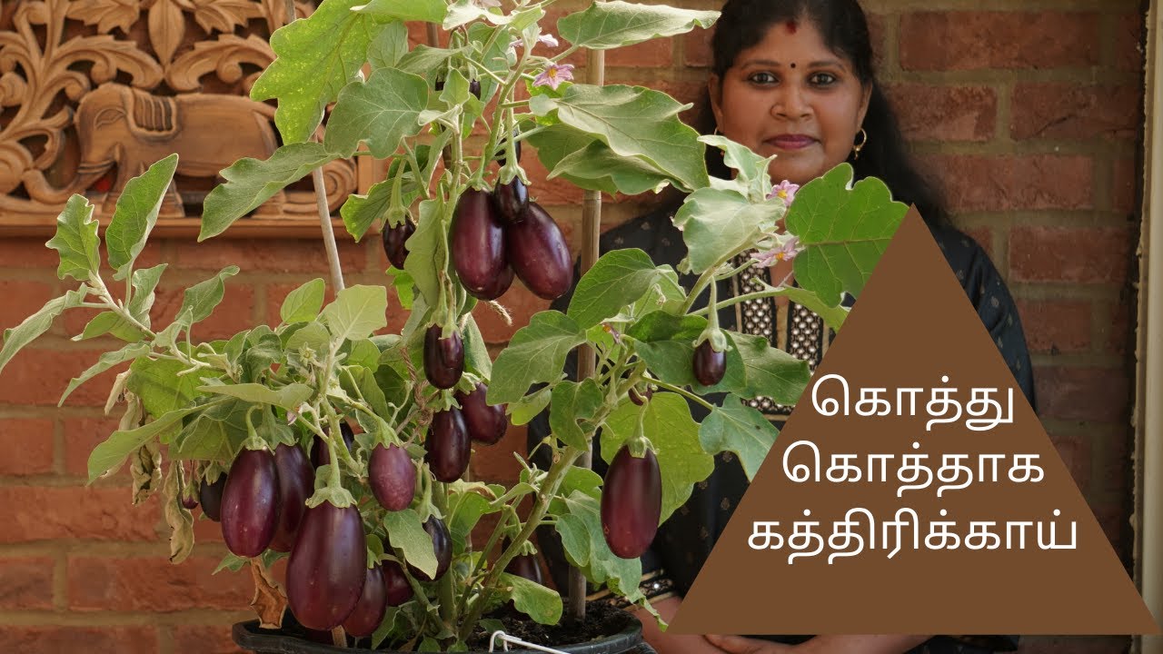 FROM TOP TO BOTTOM AUBERGINE| HOW TO GROW EGG PLANTS |BRINJAL |KAYAL FROM UK| LONDON TAMIL GARDENING