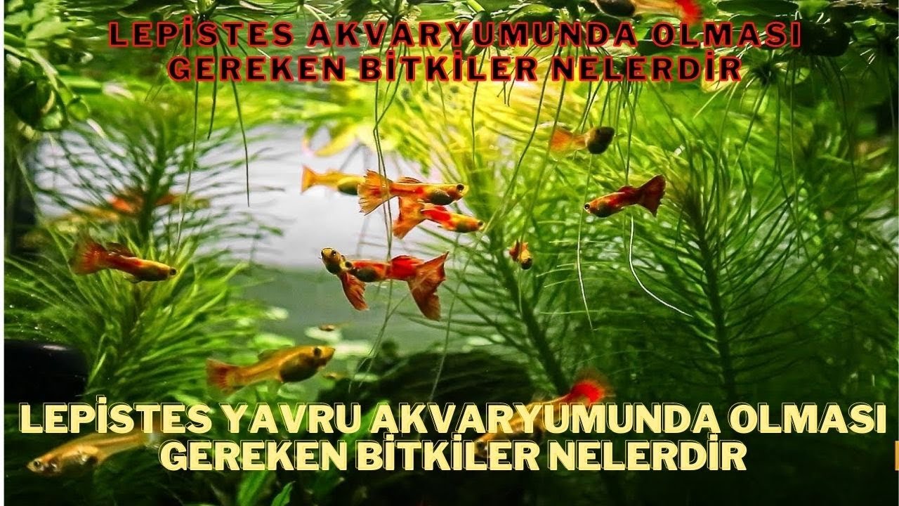 🐟 Lepistes Üretimi İçin İdeal Bitkiler: Üretiminizi Destekleyin!  📈🌊