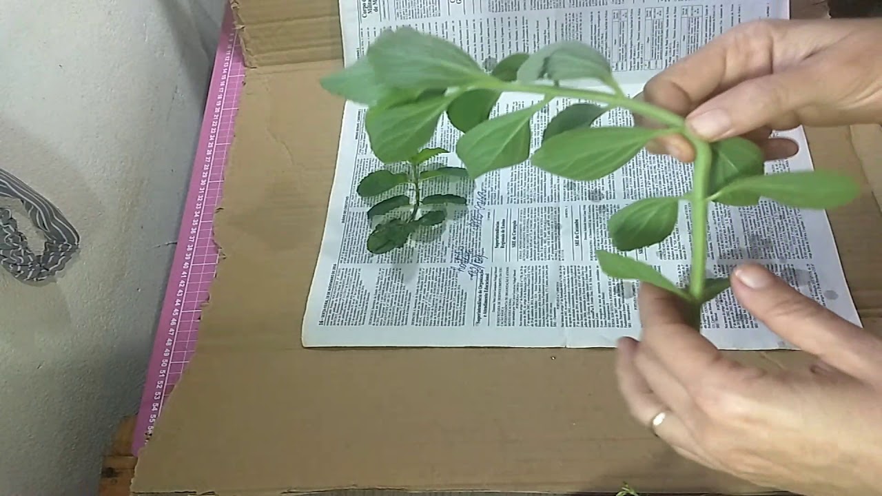 Como preparar as plantas para o Herbário - parte 1