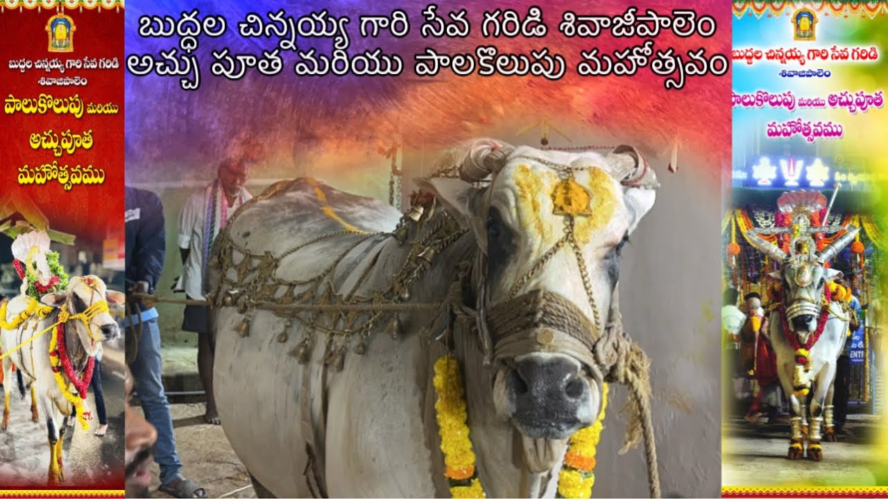 బుద్ధల చిన్నయ్య గారి సేవ గరిడి శివాజీపాలెం అచ్చు పూత మరియు పాలకొలుపు మహోత్సవం