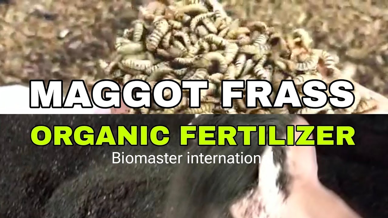 Maggot frass organic fertilizer
