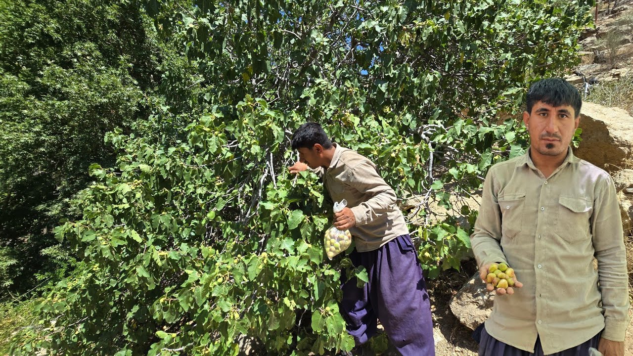 Nomadic life in Iran | Harvesting wild figs in the heart of the pristine nature of Zagros
