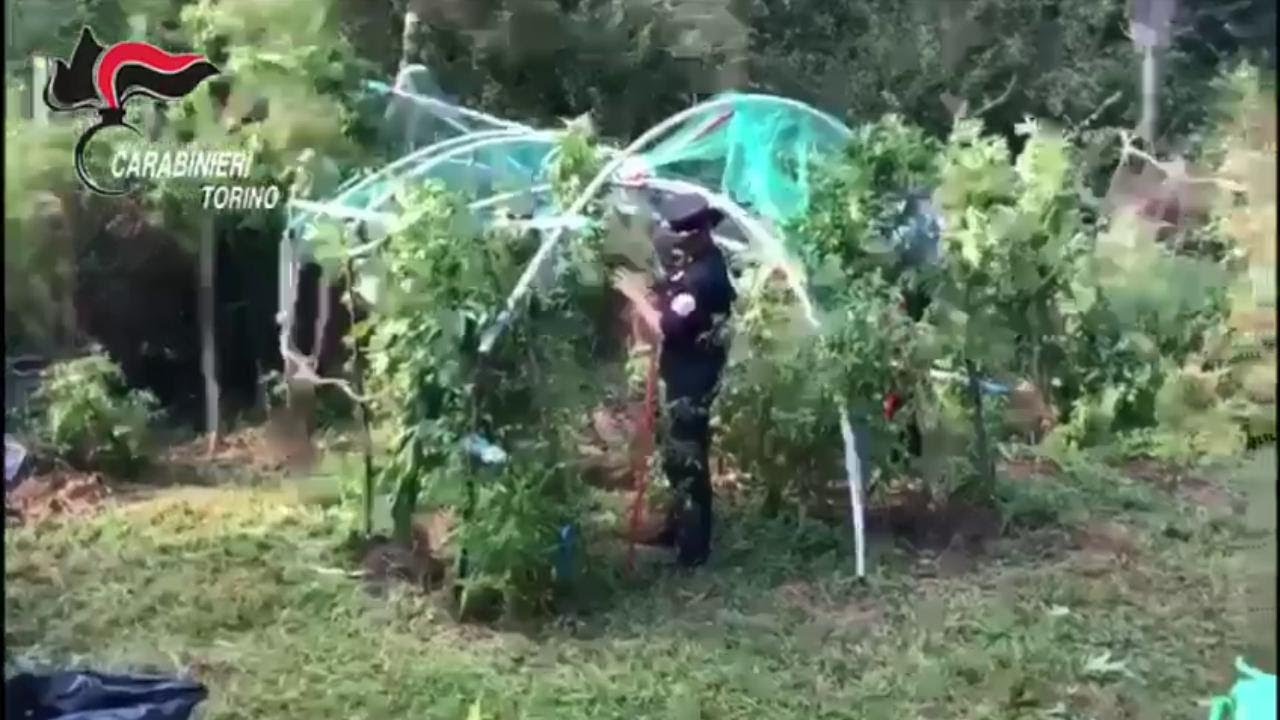 Niente pomodori: contadino della Valsusa preferisce coltivare marijuana