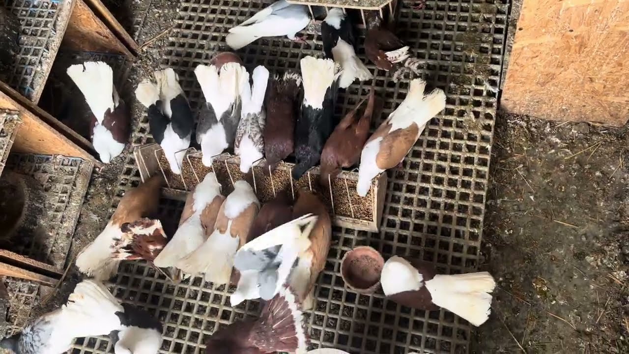 Karmienie 12 luty 2026 #gołębie #pigeon #zwierzaki #ptaki #birds #pigeons #