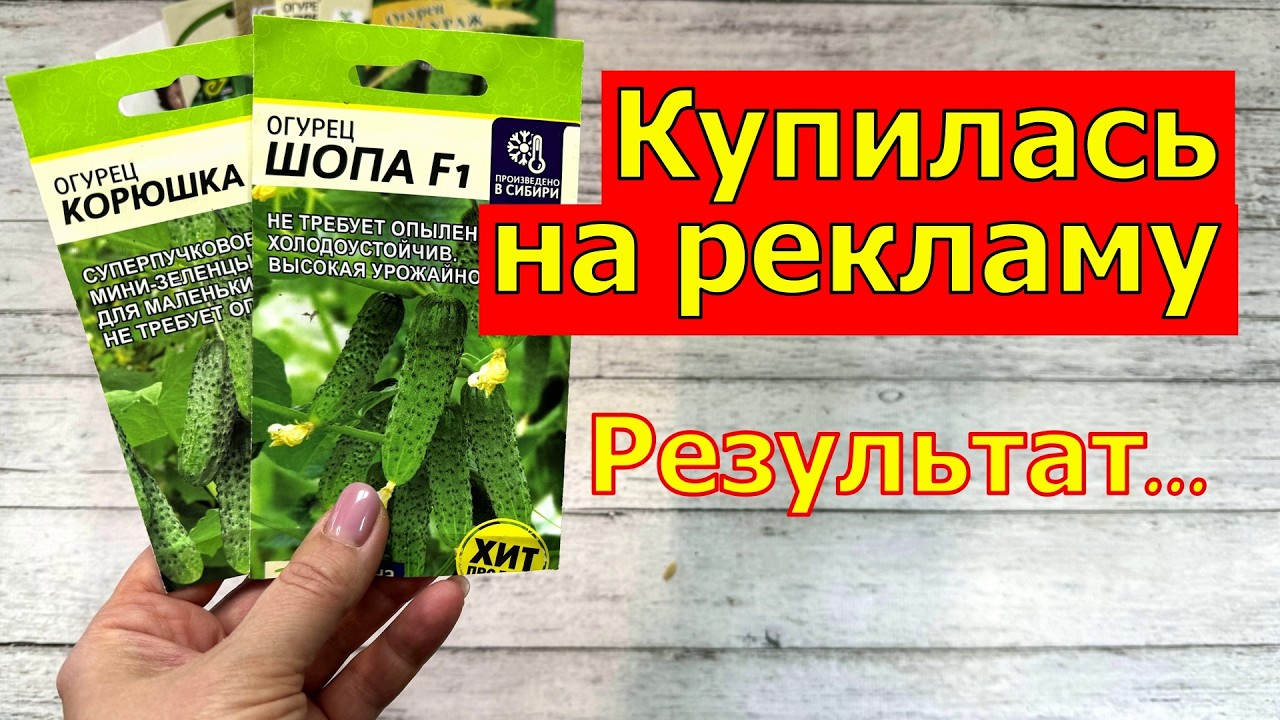 Купилась на рекламу Семена Алтая, результат. Какие огурцы посажу в этом году