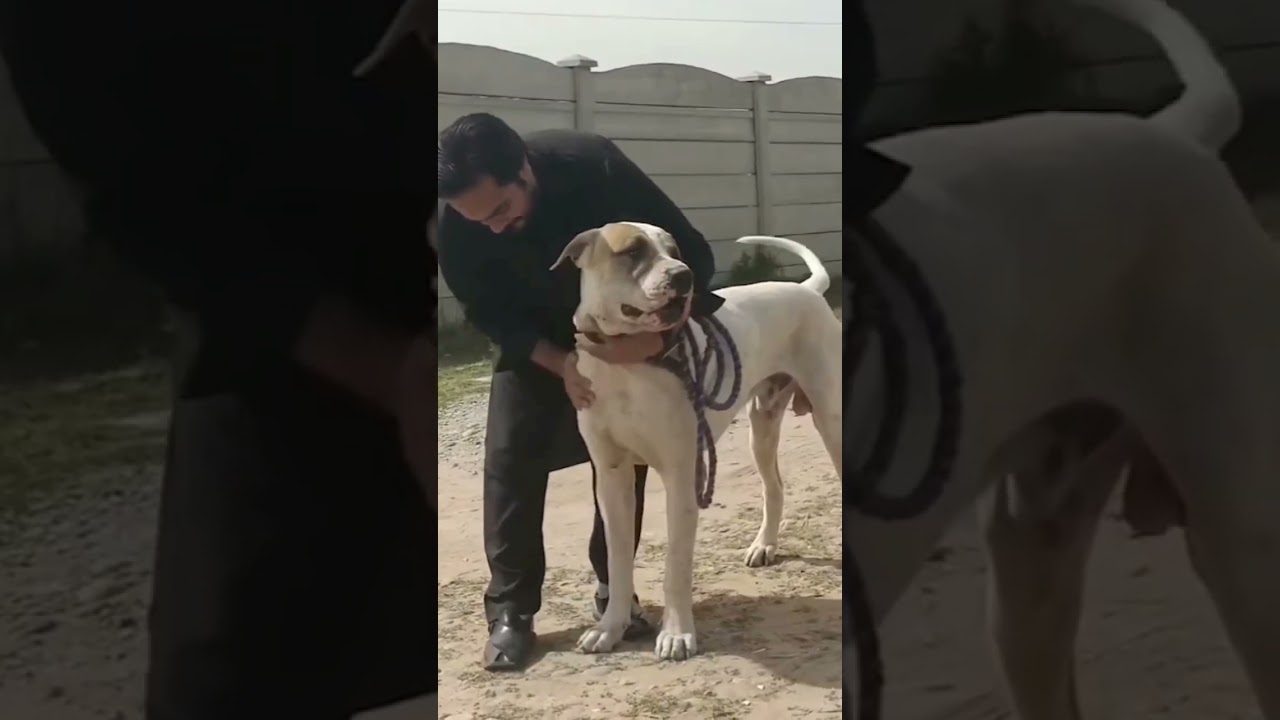 Pakistani bully champion line dog in Pakistan subscribe Pitbull aa da shonke