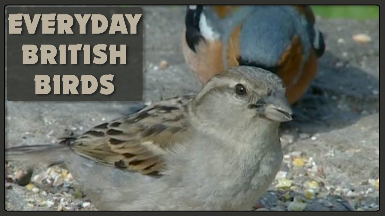 Everyday British Birds