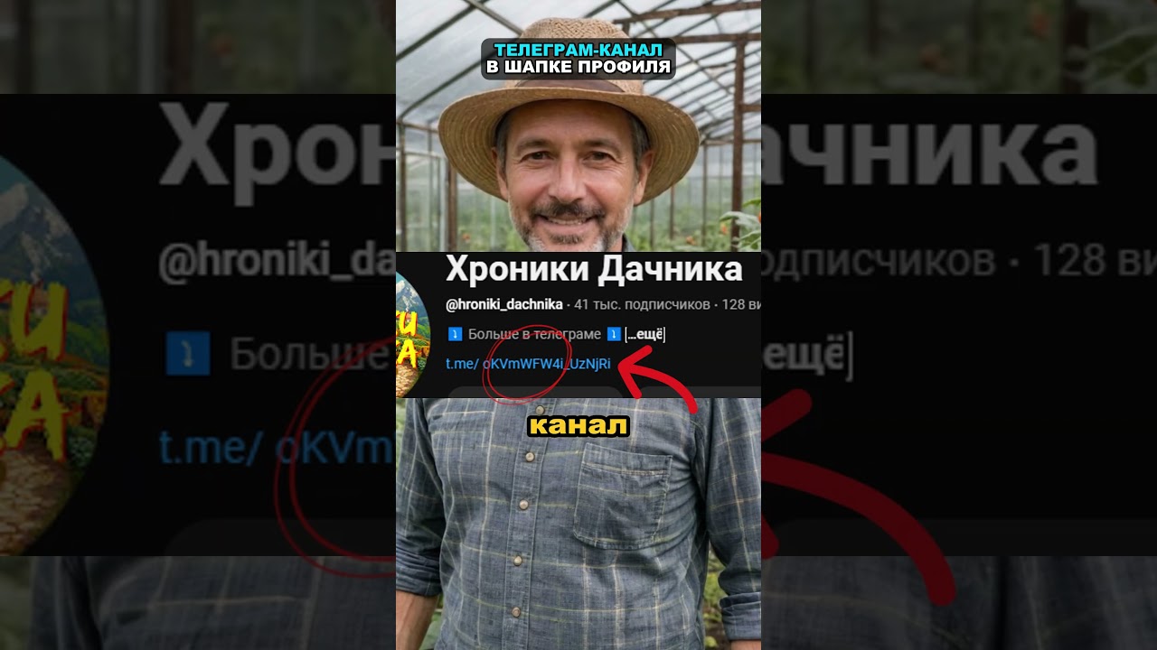 Завелись муравьи в теплице? Этот способ вам поможет #огород #сад #дача #муравьи #теплица