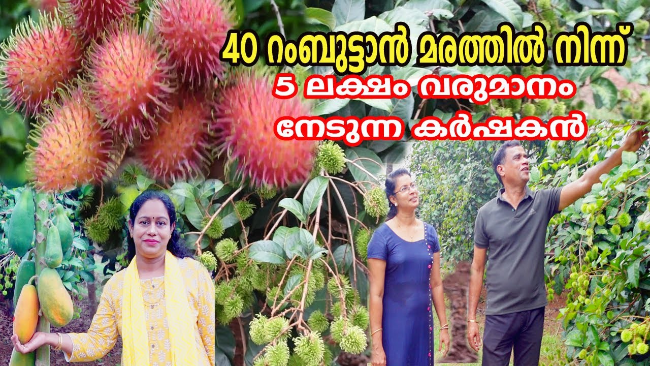 40 റംബുട്ടാൻ മരത്തിൽ നിന്ന് 5 ലക്ഷം വരുമാനം നേടുന്ന കർഷകൻ Rambutan Farmer Farming Tips Kerala