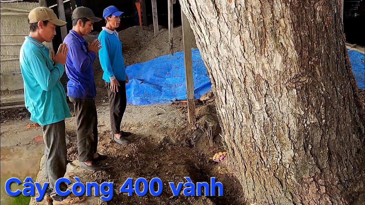Tổng hợp,  Cưa cây Còng siêu khổng lồ / Summary, Sawing trees with super giant cuffs | T639
