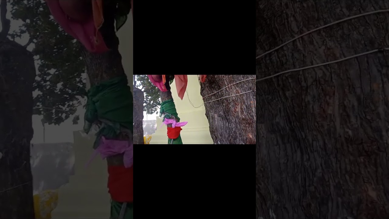 ఎల్లమ్మ తల్లి జాతర 
