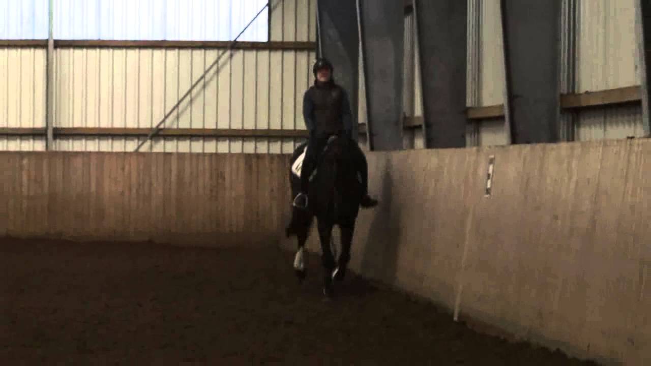 Pam Darkbay gelding Nov 14 2014