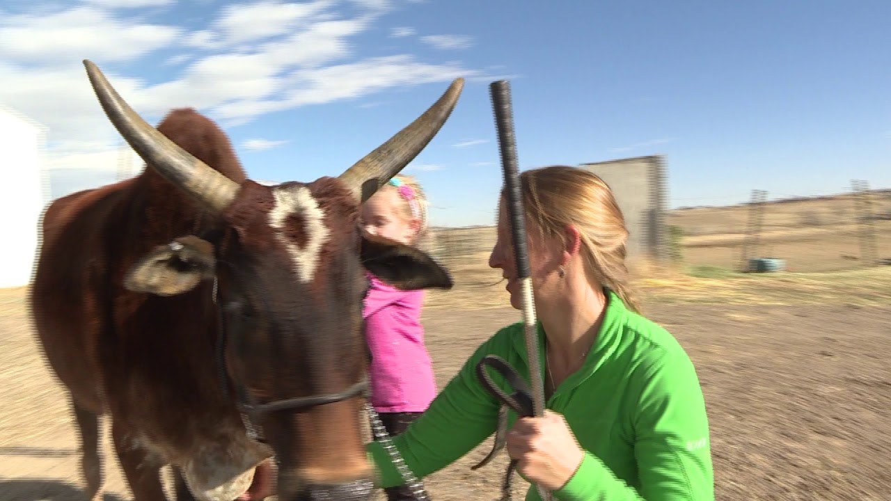 Mini Zebu for YouTube