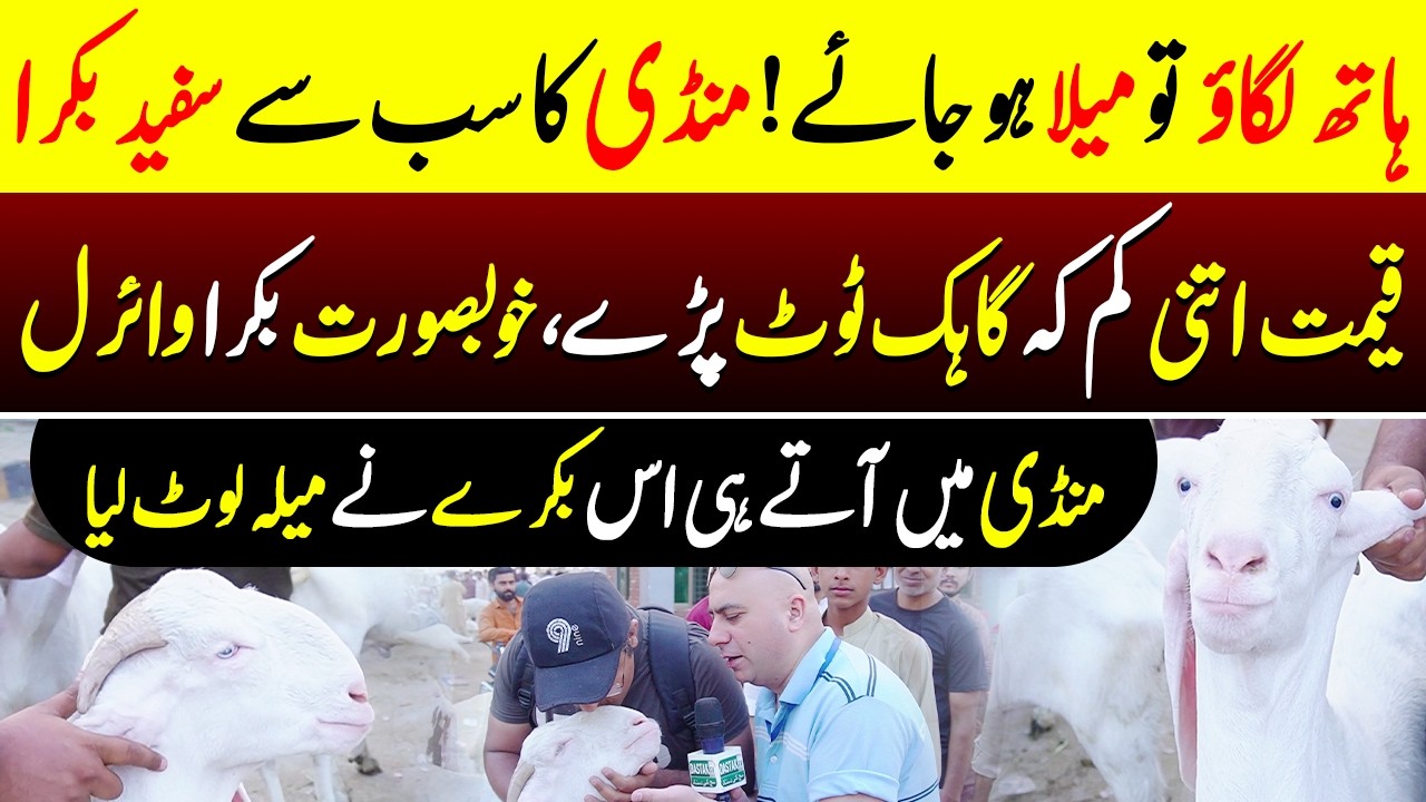 Mandi Ka Sab Se Khoobsurat Safaid Bakra | Dastak TV