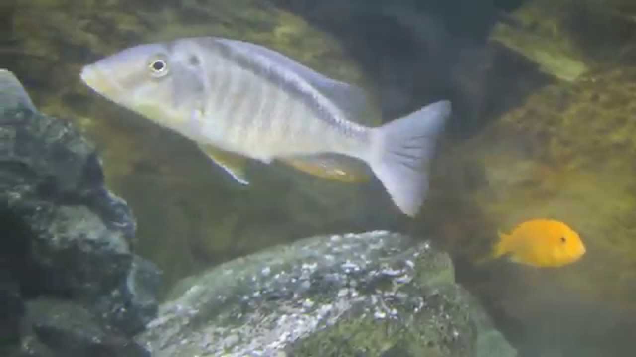Taeniolethrinops Furcicauda