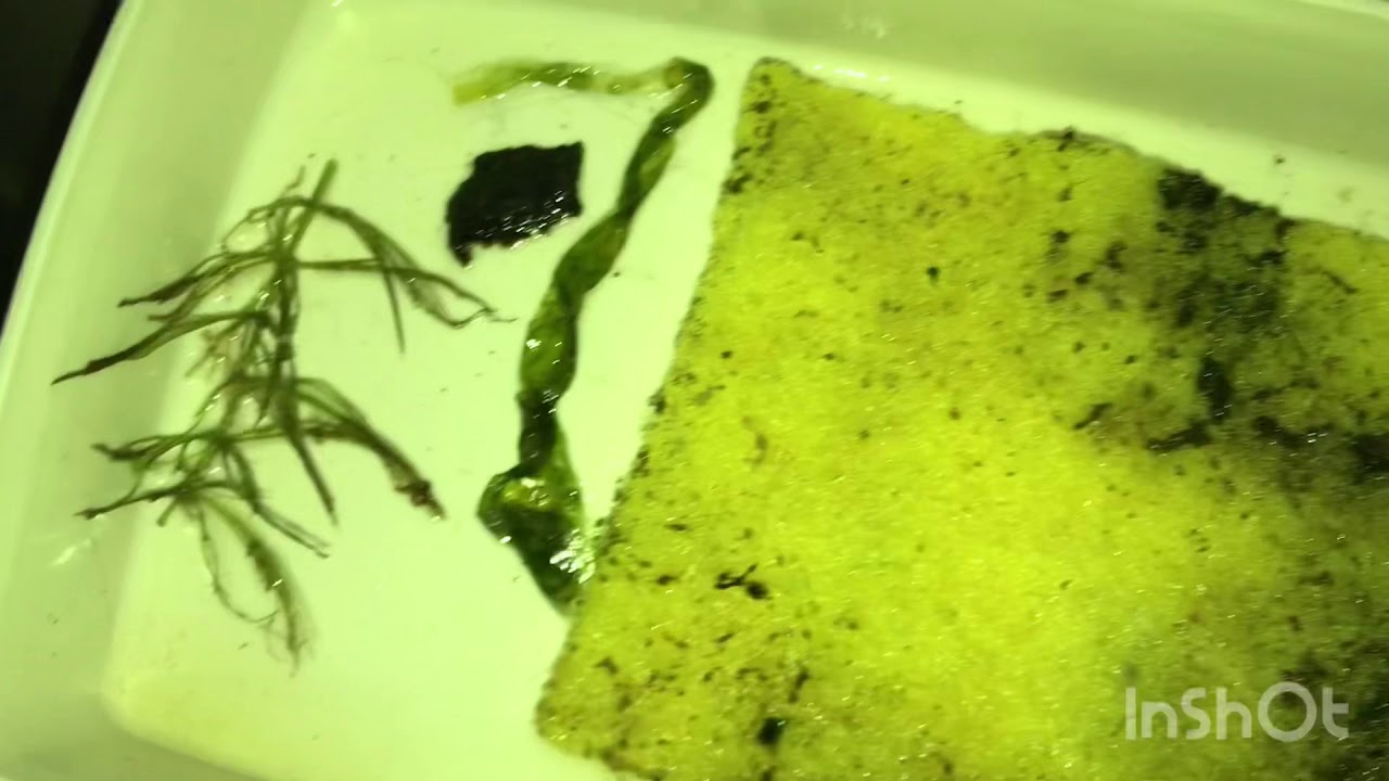 Agua oxigenada para quitar algas en marino